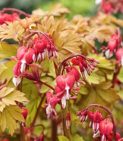 Dicentra Jolly Hearts ™ Spark