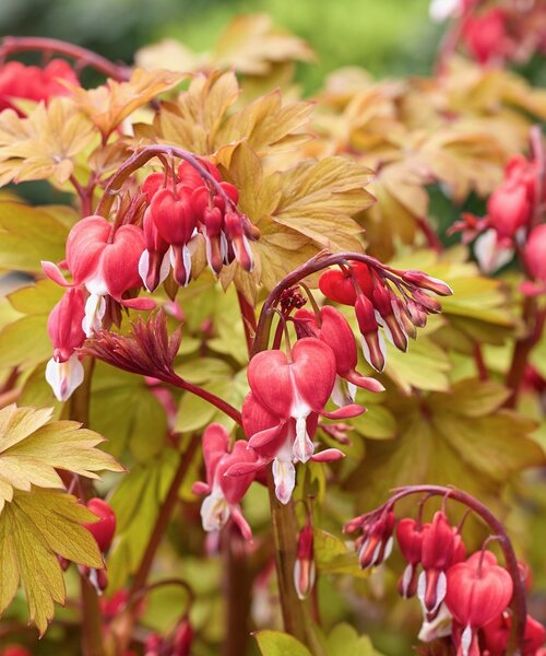 Dicentra Jolly Hearts Dicentra Jolly Hearts ™ Spark