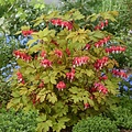 Dicentra Jolly Hearts Dicentra Jolly Hearts ™ Spark