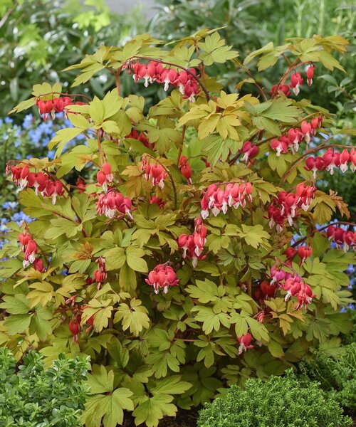 Dicentra Jolly Hearts Dicentra Jolly Hearts ™ Spark