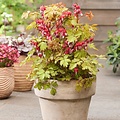 Dicentra Jolly Hearts Dicentra Jolly Hearts ™ Spark