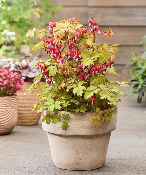 Dicentra Jolly Hearts Dicentra Jolly Hearts ™ Spark