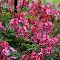 Dicentra Passion Hearts