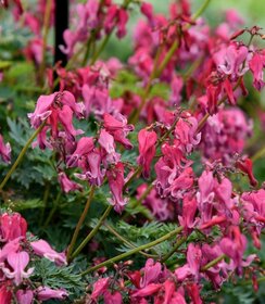 Dicentra Passion Hearts