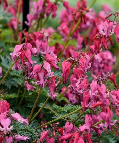 Dicentra Passion Hearts