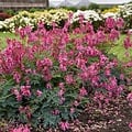 Dicentra Passion Hearts