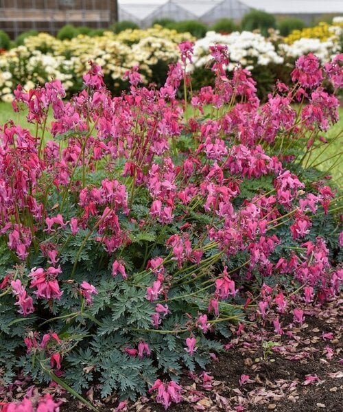 Dicentra Passion Hearts