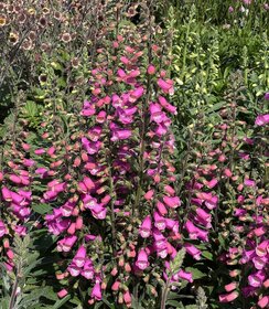 Digitalis Lucas ™ Early Pink