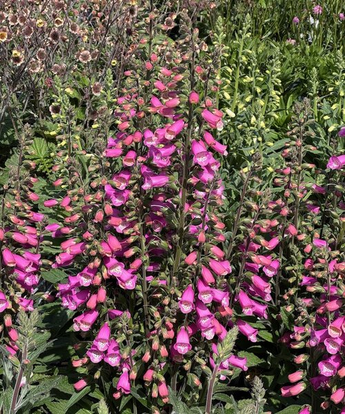 Digitalis Lucas Digitalis Lucas ™ Early Pink