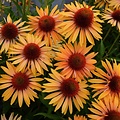 Echinacea Big Kahuna