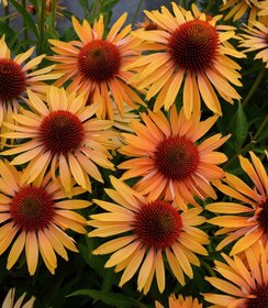 Echinacea Big Kahuna