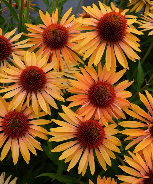 Echinacea Big Kahuna