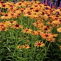 Echinacea Big Kahuna