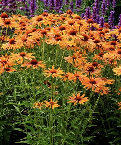 Echinacea Big Kahuna