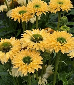 Echinacea SunSeekers Limoncello