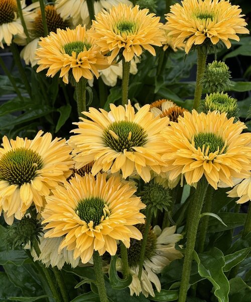 Echinacea SunSeekers Echinacea SunSeekers Limoncello
