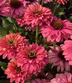 Echinacea SunSeekers Pink Grapefruit