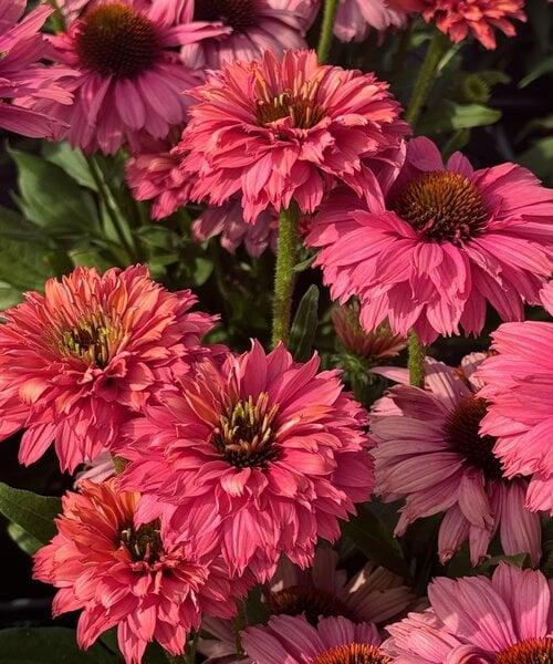 Echinacea SunSeekers Echinacea SunSeekers Pink Grapefruit
