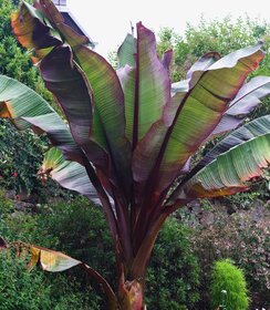 Ensete ventricosum Maurelli