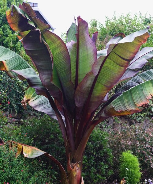 Ensete ventricosum Maurelli