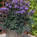Geranium Storm Cloud
