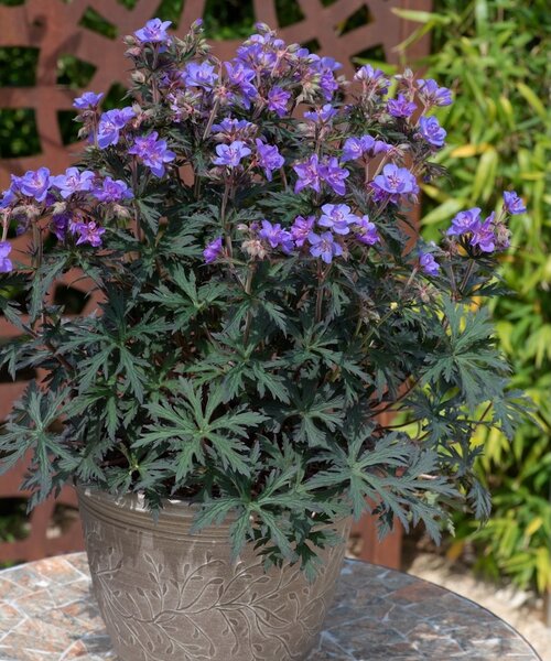 Geranium Storm Cloud