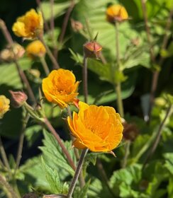 Geum Abendsonne