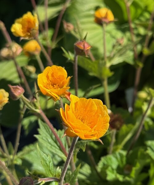 Geum Abendsonne