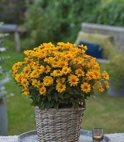 Heliopsis Sunopsis Sunspot