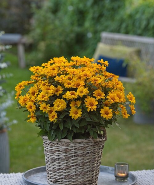 Heliopsis Sunopsis Sunspot