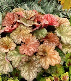 Heuchera Changeling