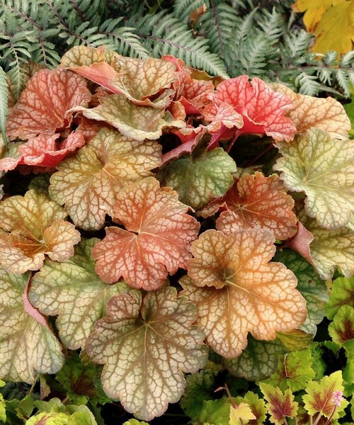 Heuchera Changeling