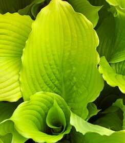 Hosta Dancing Queen