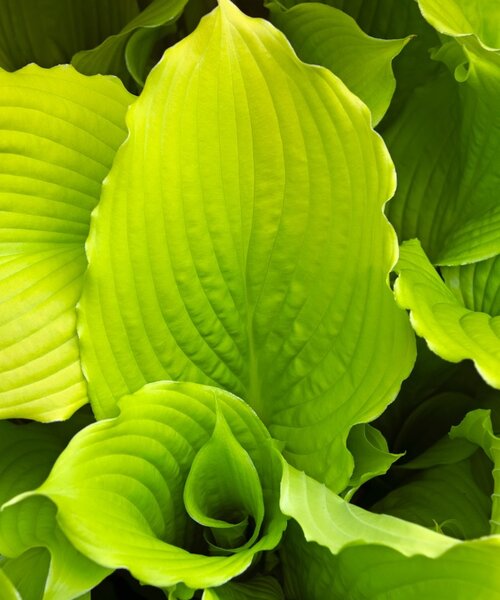 Hosta Dancing Queen