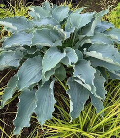 Hosta Tears in Heaven