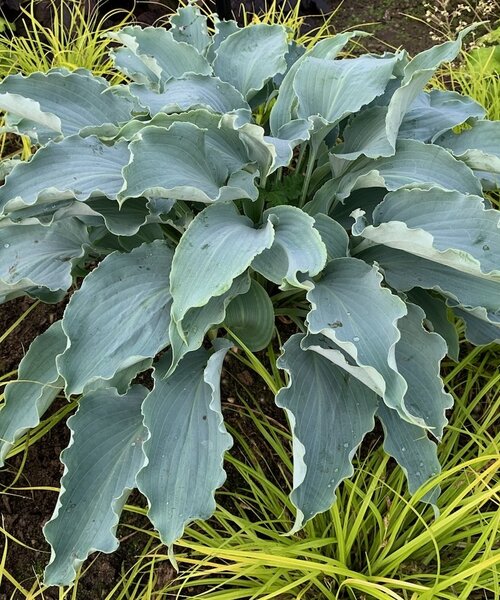 Hosta Tears in Heaven