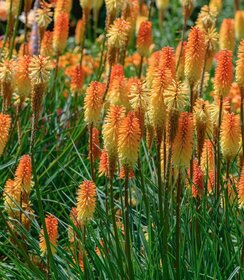Kniphofia Tawny King