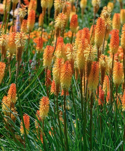 Kniphofia Tawny King