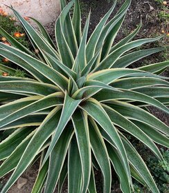 Mangave Mad About ™ Navajo Princess