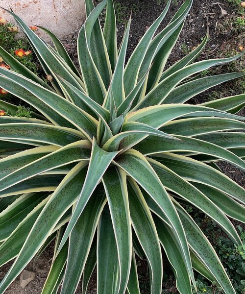 Mangave Mad About ™ Mangave Mad About ™ Navajo Princess