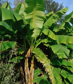 Musa Basjoo
