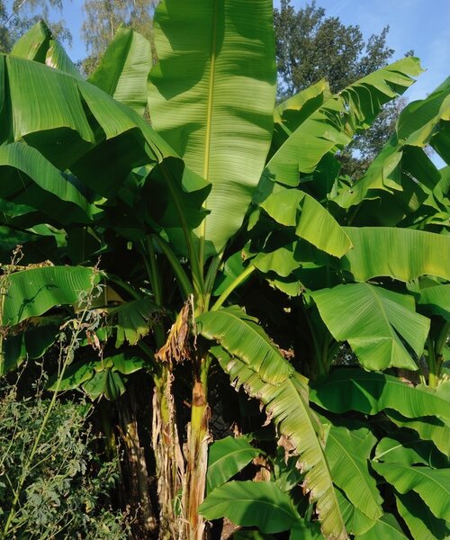 Musa Basjoo