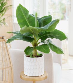 Musa Dwarf Cavendish