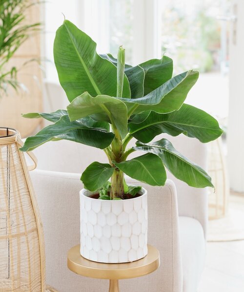 Musa Dwarf Cavendish