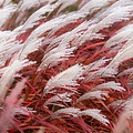 Miscanthus Lady in Red