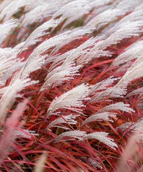 Miscanthus Lady in Red