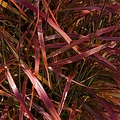 Miscanthus Lady in Red