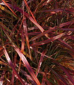 Miscanthus Lady in Red