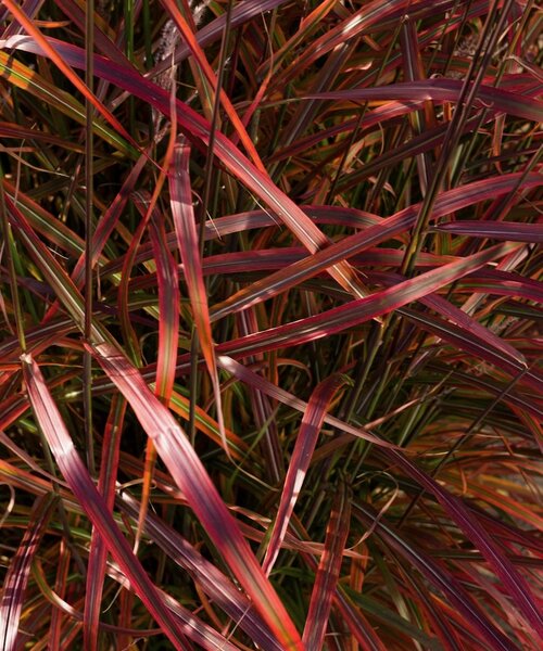 Miscanthus Lady in Red