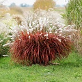 Miscanthus Lady in Red